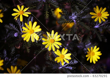 Lilyopus Daisy Yellow Flower 63270291