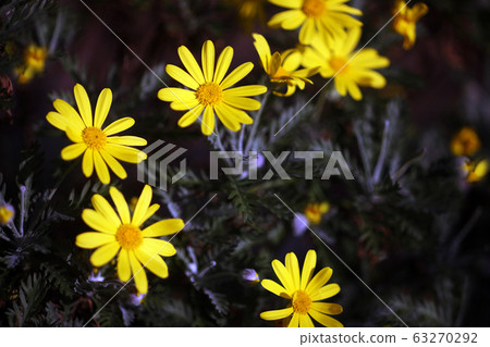 Lilyopus雛菊黃色花 63270292