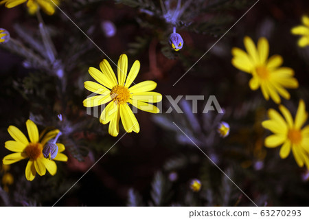 Lilyopus雛菊黃色花 63270293