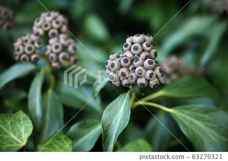 Ripe fruit of ivy 63270321