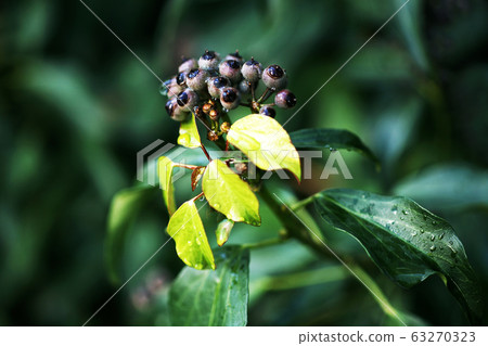 Fuyuta幼葉和果實 63270323
