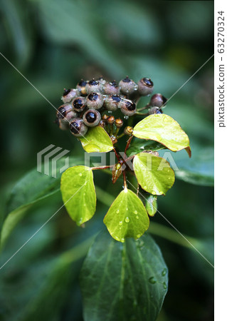 Fuyuta young leaves and fruits 63270324