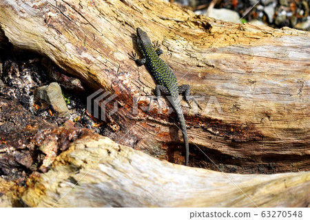 Sand lizard without fear, sitting on an old log. The spring sun warms the lizard's scales. It lives along The black sea coast. Sand lizard without fear, sitting on an old log. The spring sun warms the lizard's scales. It lives along The black sea coast. 63270548