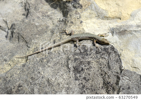 The gray lizard is the same color as the rock surface. The color of the lizard allows it to disguise itself from predators. 63270549