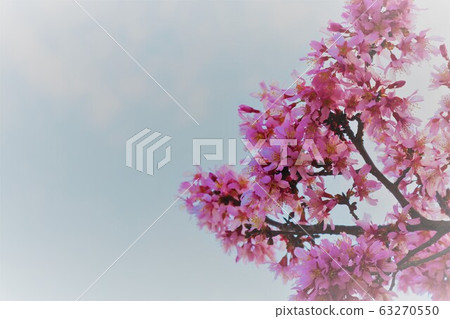 櫻花 櫻花 63270550