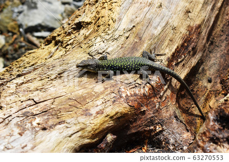A beautiful lizard crawls on a log. The lizard has a protective color similar to its environment. It lives along The black sea coast. 63270553