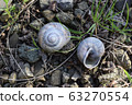 The empty shells of a Grape snail lie on the grass. 63270554