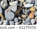 The crab gets used to the new terrain and crawls out of hiding. On a Sunny day, the crab crawls out on the rocks to get warm. Black sea coast. 63270556