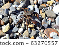 The crab has spread its claws and is climbing over large rocks. The marble carapace glistens in the sun. Black sea coast. 63270557
