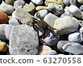 On a Sunny day, the crab crawls out on the rocks to get warm. Black sea coast. 63270558