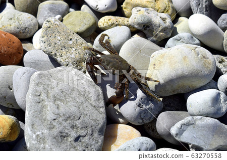 On a Sunny day, the crab crawls out on the rocks to get warm. Black sea coast. On a Sunny day, the crab crawls out on the rocks to get warm. Black sea coast. 63270558