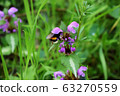 On a Sunny summer day, a bumblebee collects nectar from a flower. 63270559