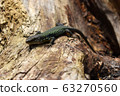 The lizard poses for the photographer without fear. A beautiful lizard is not afraid of anyone. It lives along The black sea coast. 63270560