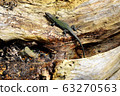 Lizards are very fond of basking in the sun. A sand lizard sits on a log. It lives along The black sea coast. 63270563