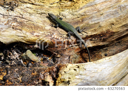 Lizards are very fond of basking in the sun. A sand lizard sits on a log. It lives along The black sea coast. Lizards are very fond of basking in the sun. A sand lizard sits on a log. It lives along The black sea coast. 63270563