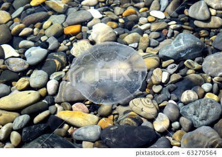 Medusa swims in the clear water of the Black sea. Warm coastal waters are a favorable environment for small jellyfish. Medusa swims in the clear water of the Black sea. Warm coastal waters are a favorable environment for small jellyfish. 63270564