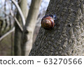 A grape snail sits on a tree. In spring, nature comes to life. 63270566