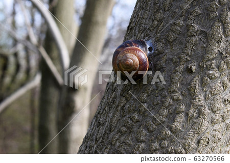 A grape snail sits on a tree. In spring, nature comes to life. 63270566