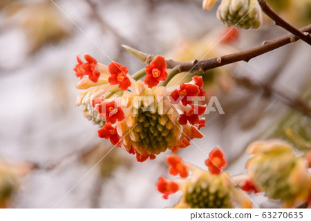 Mimata之花 Mimata之花 63270635