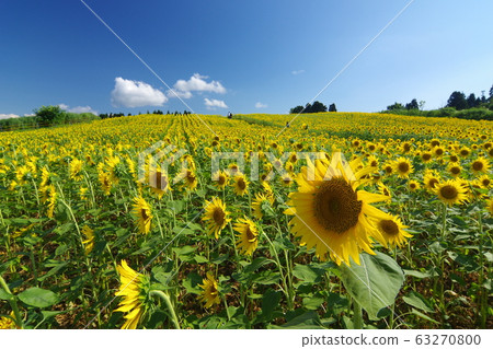 Summer sunflower field 63270800