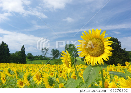 Summer sunflower field Summer sunflower field 63270802