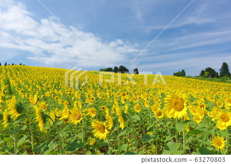 Summer sunflower field 63270803