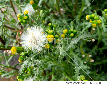 歐洲千里光 63271036