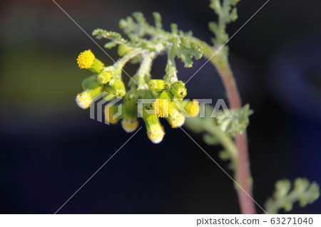 Noborogiku Noborogiku 63271040