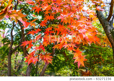 Autumn leaves beautifully colored on the trail Autumn leaves beautifully colored on the trail 63271156