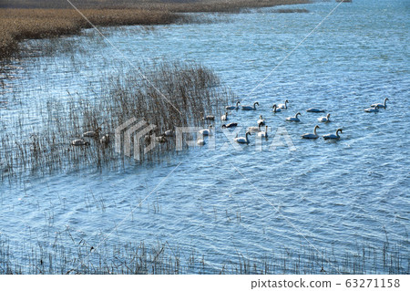 Goni,居住在乙壽島生態公園的候鳥 Goni,居住在乙壽島生態公園的候鳥 63271158