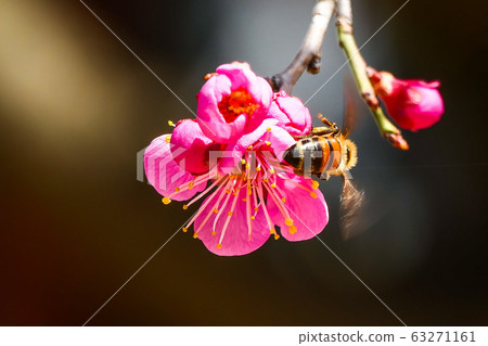 紅梅花盛開在聯合國紀念公園粉紅色 紅梅花盛開在聯合國紀念公園粉紅色 63271161