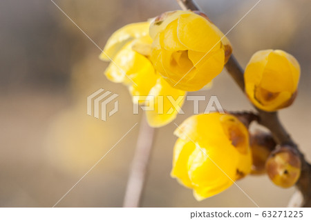 Rowey Rowey 63271225