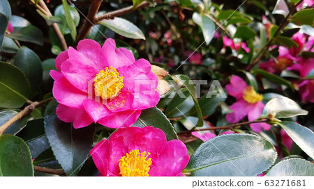 Camellia Camellia 63271681