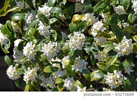 White bellflower (white flower sunken flower) White bellflower (white flower sunken flower) 63271689