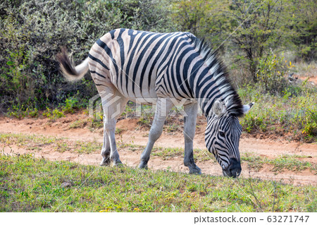 Zebra in bush, Namibia Africa wildlife 63271747