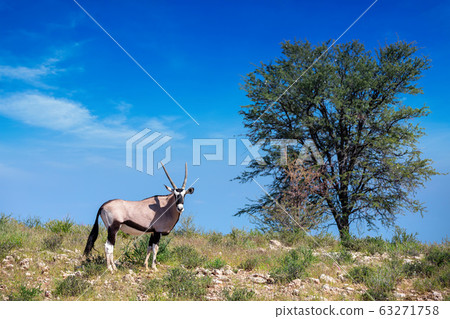 Gemsbok, Oryx gazella in Kalahari 63271758