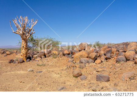 Aloidendron dichotomum, aloe tree, Namibia Aloidendron dichotomum, aloe tree, Namibia 63271775