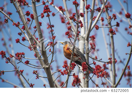 Pinwheels staying on a branch Bank-Bar British Columbia Canada 63272005