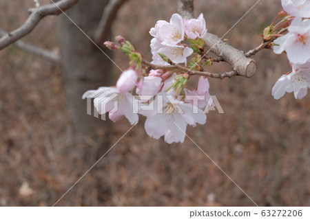 March 2020: Early blooming cherry blossoms 63272206