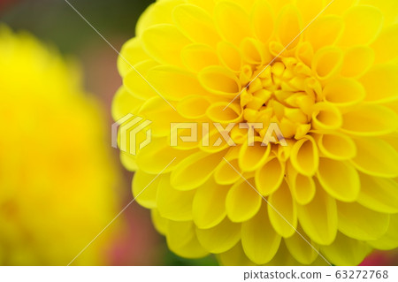 Umami Hillside Park Dahlia Festival 22 Umami Hillside Park Dahlia Festival 22 63272768