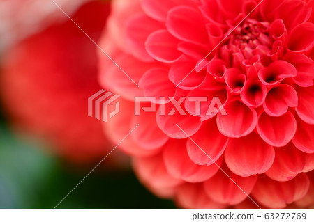 Umami Hillside Park Dahlia Festival 23 63272769