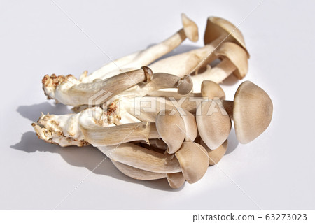 羽田茂司（Tamba Shimeji） 63273023