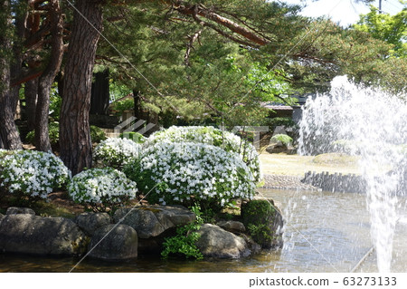 杜鵑花盛開 63273133