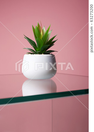 abstract still life. House Plant. Lonely Cactus abstract still life. House Plant. Lonely Cactus 63273200