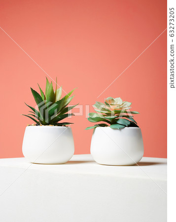 abstract still life. Couple of Plant over red wall abstract still life. Couple of Plant over red wall 63273205