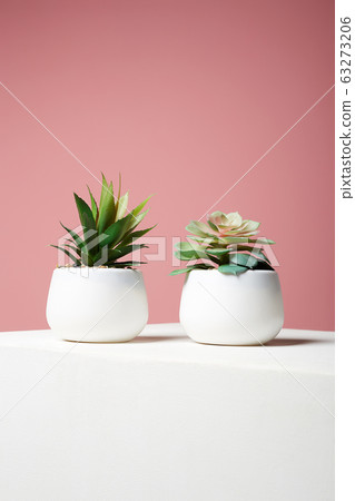 abstract still life. Couple of Plant over pink abstract still life. Couple of Plant over pink 63273206