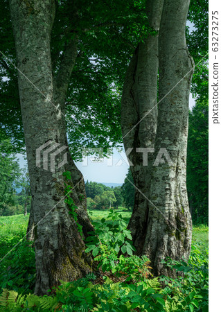Beech trees in the summer sunshine Beech trees in the summer sunshine 63273275