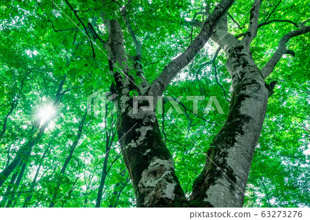 Beech trees in the summer sunshine Beech trees in the summer sunshine 63273276