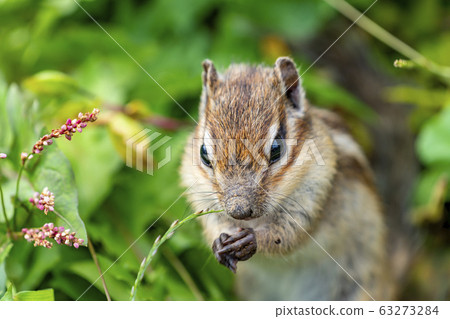 花栗鼠 花栗鼠 63273284