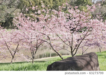  盛開的川津櫻：山田池公園 63273799
